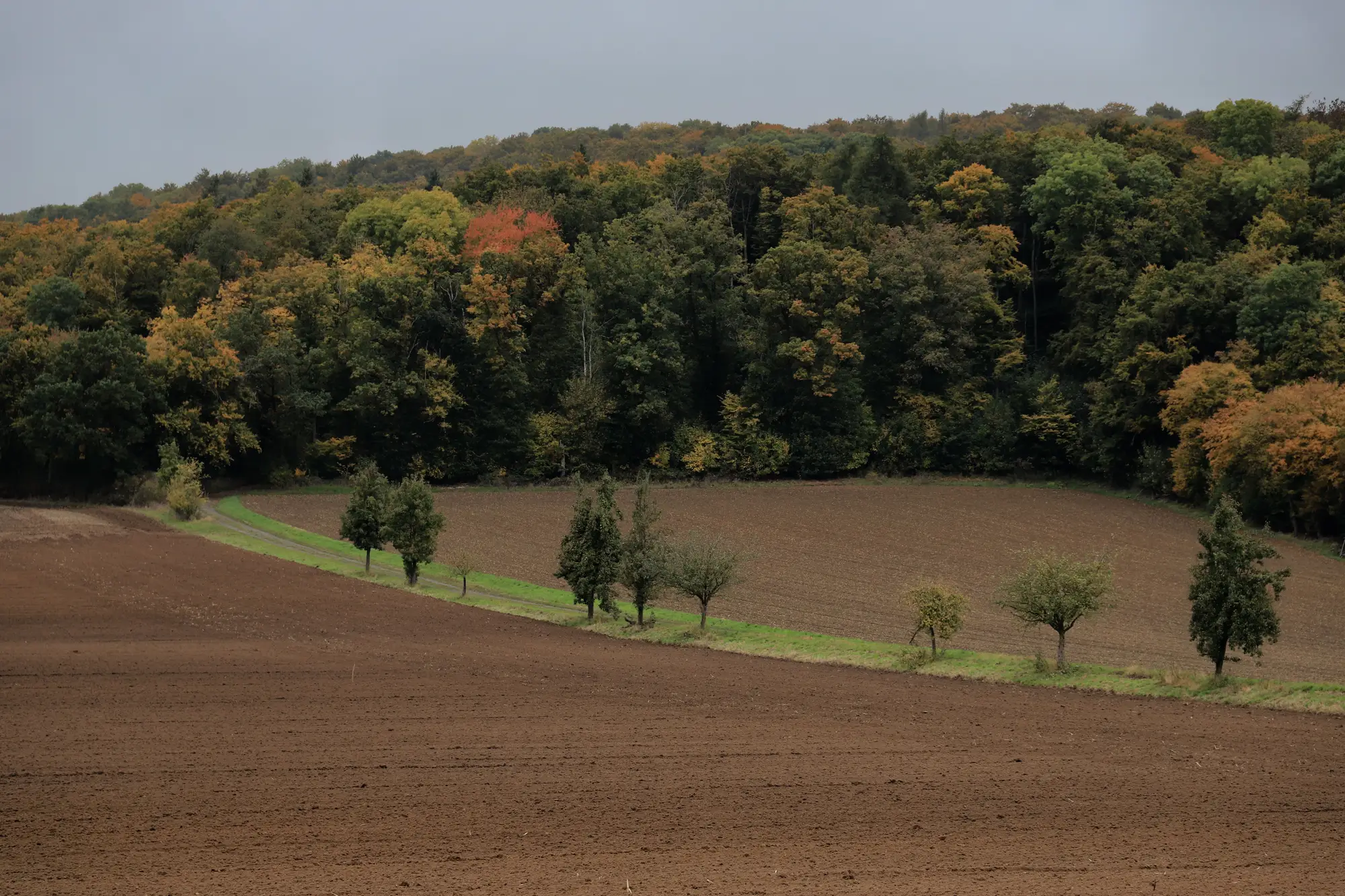 Broadleaf woodland in autumn colour running down to a ploughed field, with a grass strip and young trees between them