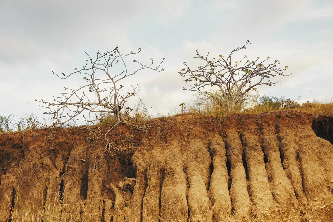Bare trees growing on an eroded hillside with deep gully channels cut into bare soil.
